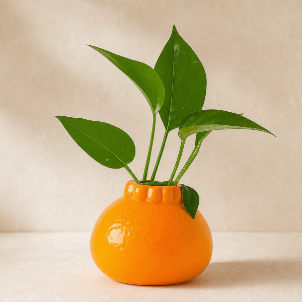 Cobb Citrus Burst Planter